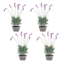 Melrose Potted Lavender Plant (Set of 4)