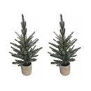 Melrose Pine Tree in Plastic Pot (Set of 2)