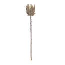 Melrose Beige Protea Stem (Set of 6)