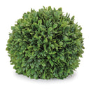 Melrose Boxwood Foliage Orb (Set of 2)