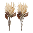 Melrose Beige Protea Flower Stem (Set of 2)
