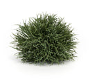 Melrose Spring Grass Half Orb (Set of 24)