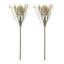Melrose Protea Floral Stem (Set of 2)