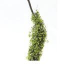 Melrose Moss Foliage Vine Branch (Set of 2)
