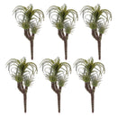 Melrose Air Plant Succulent Pick (Set of 6)