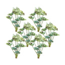Melrose Varigated Caladium Foliage Bush (Set of 6)