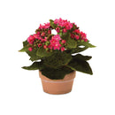 Melrose Assorted Kalanchoe Flower in Terra Cotta (Set of 4)