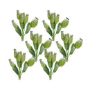 Melrose Green Poppy Pod Foliage Bundle (Set of 6)